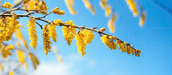 A natural spring background capturing the vibrant contrast of yellow Catkins against a blue sky providing ample copy space for an image