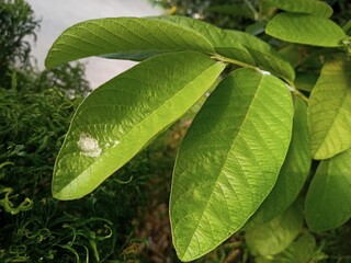 Close up of guava leaves 