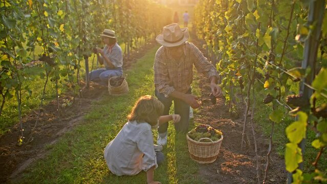 Group of people collecting together successful harvest from their vineyard. Little boy helping his relatives. Grandfather using garden scissors to cut off grape vines. Placing fruits into big basket.