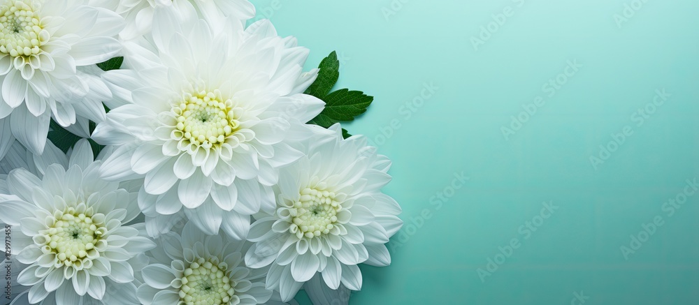 Poster The mint background offers a copy space image with a top down view of a white chrysanthemum It is presented in a flat lay style