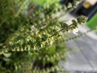 Ocimum tenuiflorum herbal plant