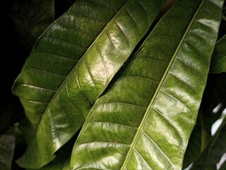 Close up of textured green foliage