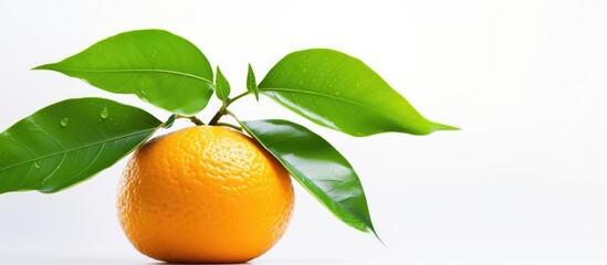 A mandarin orange is depicted sailing on a white background surrounded by a vibrant green leaf. with copy space image. Place for adding text or design