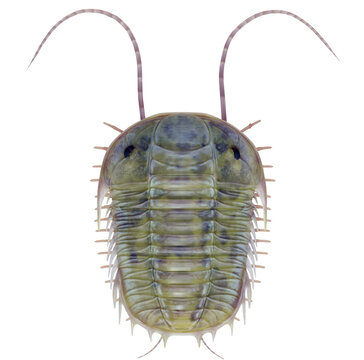 A 3D illustration of the extinct Trilobite Paradoxides on a transparent background