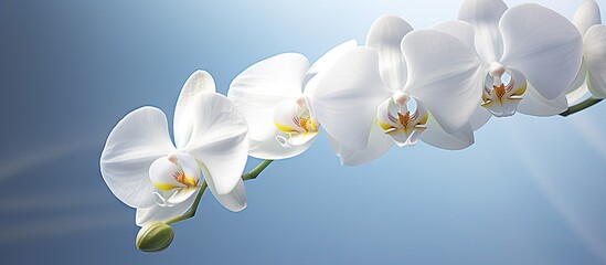 Close up of a macro shot of a white orchid flower with copy space image