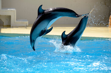 Obraz premium イルカのジャンプ