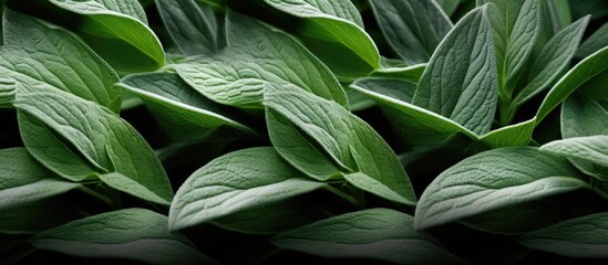 A close up image of fresh sage leaves perfect for creating a leafy texture background or wallpaper Capture the essence of nature with this copy space image