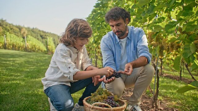Warm family moment. Caucasian father sitting next to his beloved son. Boy with long hair tasting ripe grapes from big harvest. Dad laughing before trying sweet fruit after little boy. Enjoying food.