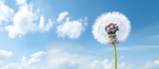 Fototapeta premium A dandelion flower with white fluff stands out against a cloudy sky creating a beautiful copy space image