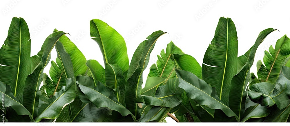 Poster A frame of isolated tropical banana tree leaves on a white background with a clipping path for easy removal of the background copy space image
