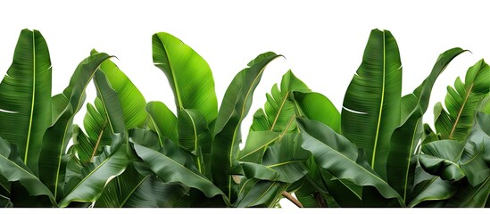 A frame of isolated tropical banana tree leaves on a white background with a clipping path for easy removal of the background copy space image