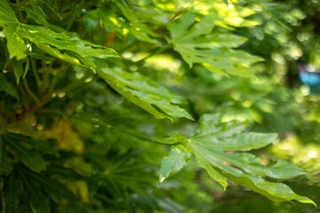 Fatsia japonica plant. Evergreen plant for a jungle or tropical themed garden