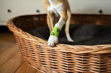 Hellbrauner Hund mit grünem Verband um verletzte Pfote
