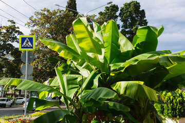 green palm leaves pattern, leaf closeup isolated against blue sky with clouds. coconut palm tree...