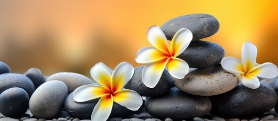 Frangipani flowers placed on a stack of stones create an eye catching display. with copy space image. Place for adding text or design