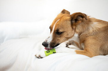 Hund leckt verletzte Pfote mit Verband