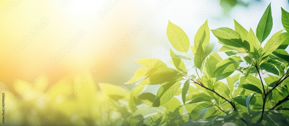 Poster This blurred foliage and sunlight create a vibrant backdrop perfect for adding text or advertising messages in the copy space image