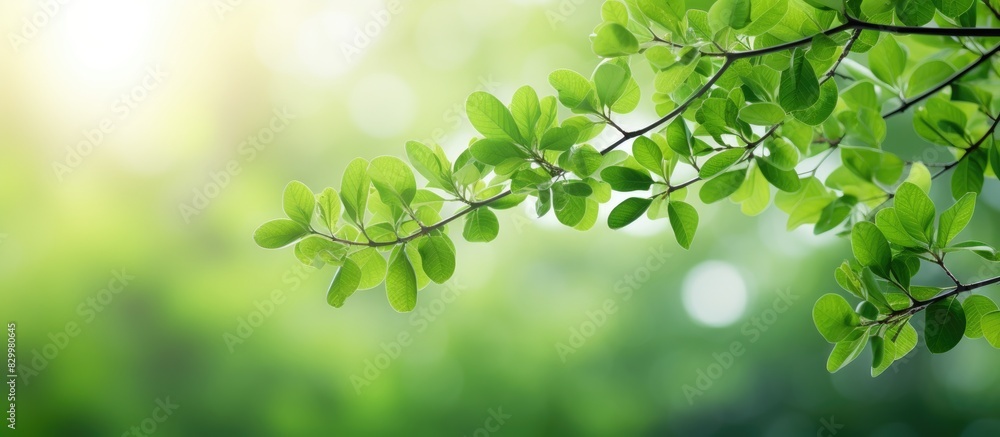 Poster the branches are topped with lush green leaves creating a blurred background that serves as a copy s