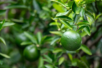 There are several round green citrus fruits hanging from a tree with green leaves