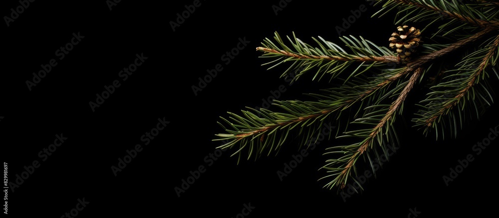 Poster a lonely branchlet of a christmas tree stands in the corner against a white background with plenty o
