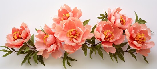 Obraz premium Beautiful coral peony flowers in full bloom captured up close This floral still life showcases the vibrant blossoms against a white background leaving ample copy space image for text