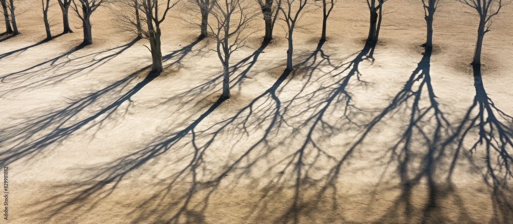 Aufkleber Aerial view of barren trees casting long shadows on the ground during spring Ideal for copy space image