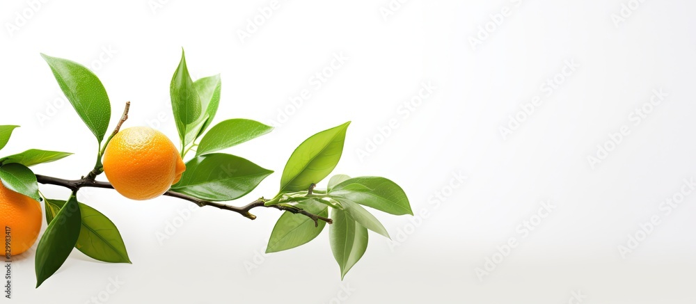 Aufkleber A green twig decorated with two vibrant oranges is highlighted against a clean white backdrop providing ample copy space for customized text or design elements