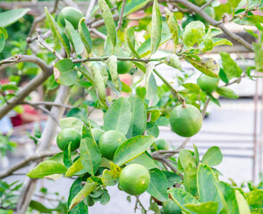 Green lemon tree bursting wih life and freshness, green leaves.