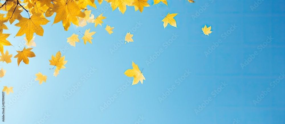 Poster A beautiful image of autumn yellow maple leaves falling against a clear blue sky creating a copy space image