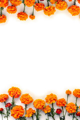 Orange and red flowers of marigold ( Tagetes ) on a white background with space for text. Top view,...