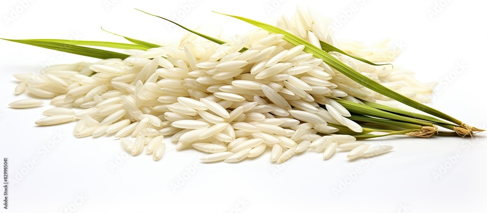 Poster a copy space image of paddy jasmine rice ears isolated on a white background