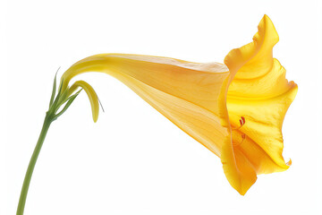 Golden Trumpet, single bloom, isolated on white background