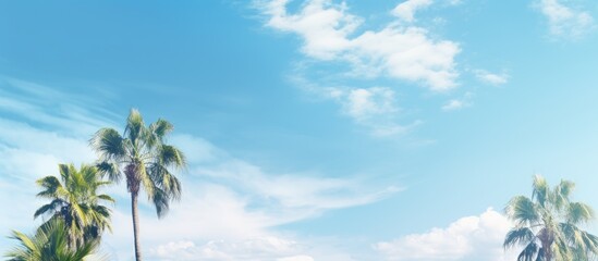 A fresh and sunny day with palm trees against a blue sky and white clouds creating a copy space image that symbolizes environment and ecology