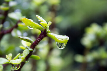 Water drop hanging from the succulent leaves of a porkbush