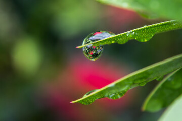 Water drops reflecting the scarlet flowers of a bottlebrush tree.