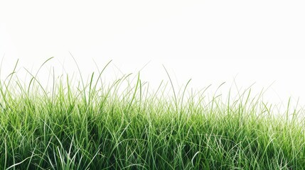 Fototapeta premium Green grass field against a white backdrop