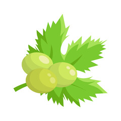 Vector grape illustration. Bunch of grapes with leaf. Grapes with green leaves on white background. Sketch of grapes for design of business cards and invitations