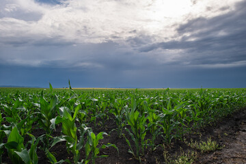 Open corn field at sunset.
