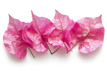 Bougainvillea, petals, isolated on white background