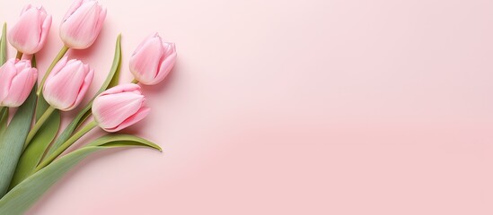 Pink tulip frame on pastel pink background with copy space image Minimal flat lay aesthetic Represents the beauty of spring and nature