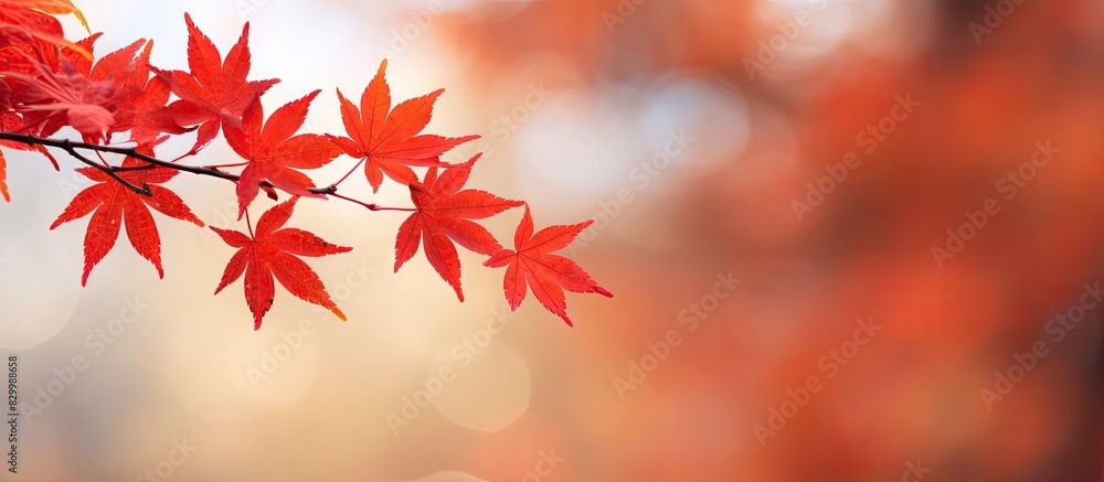 Poster Closeup of red maple leaves on branches creating a beautiful autumn backdrop with a shallow depth of field Perfect copy space image