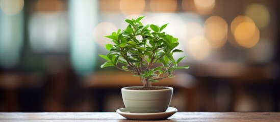 There is a plant placed in a decorative pot on a table in a coffee shop or restaurant creating a visually appealing image with empty space around it 121 characters including spaces