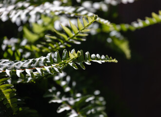Close up of lush fern leaves in bright sunlight
