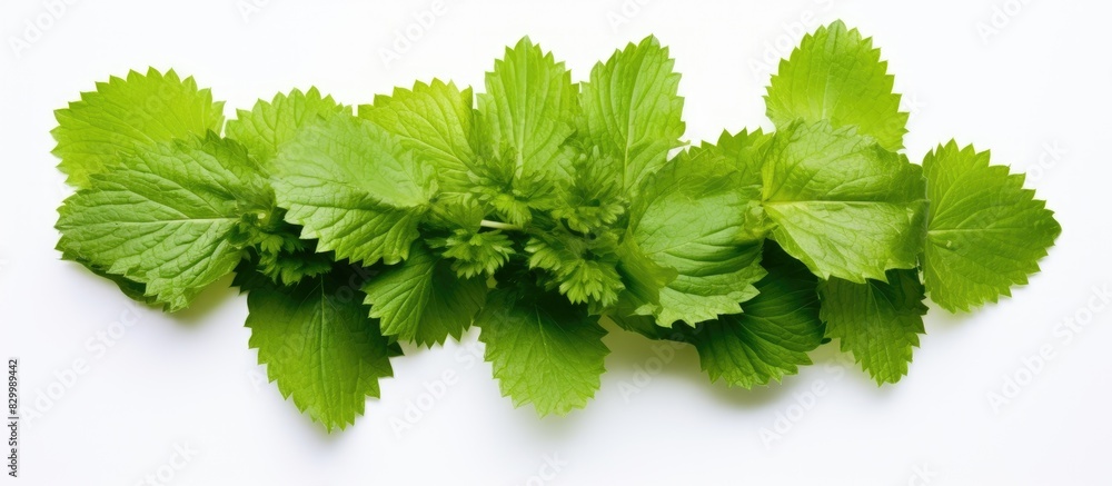 Poster A cluster of lime colored lemon balm leaves featured in a copy space image set against a white backdrop