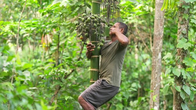 Southeast asian farmer harvesting areca or betel nut from palm tree using knife in plantation