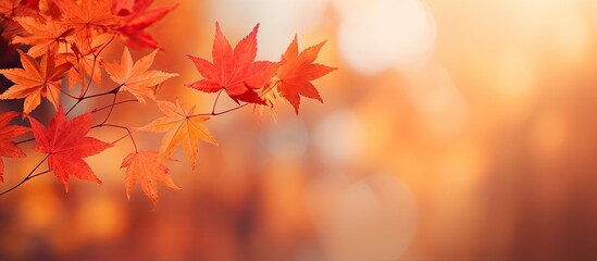 A background of fall leaves with a blurred effect creating a copy space image