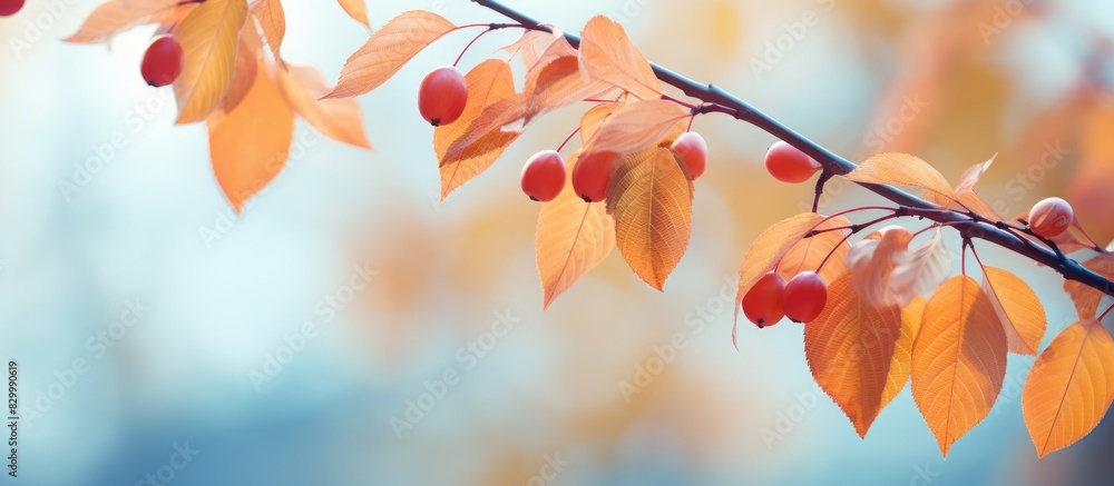 Poster leaves of cherry trees in autumn with copy space image
