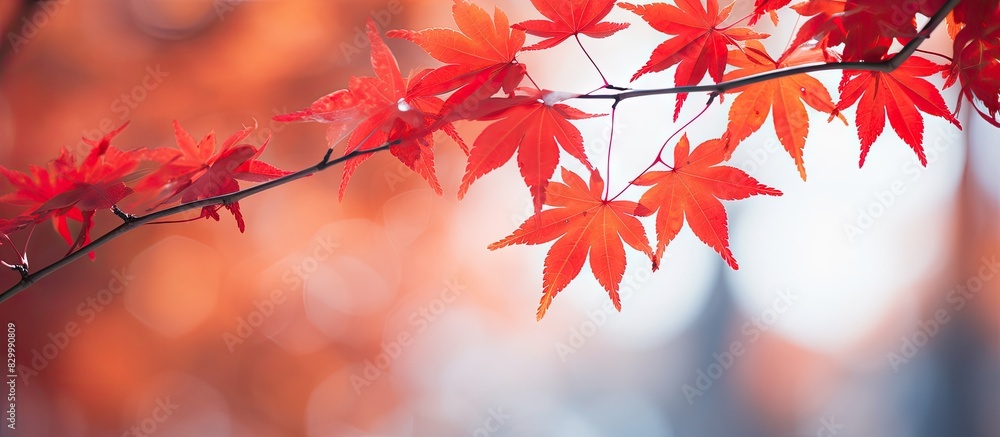 Poster Closeup of red maple leaves on branches creating a beautiful autumn backdrop with a shallow depth of field Perfect copy space image