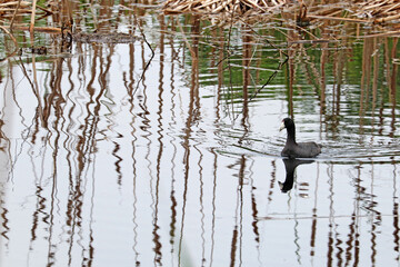American coot swimming in a pond at Pinckney Island National Wildlife Refuge, South Carolina
