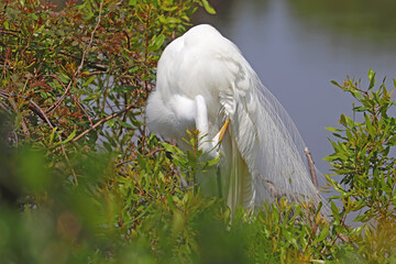 Nesting great egret in vegetation at Pinckney Island National Wildlife Refuge, South Carolina